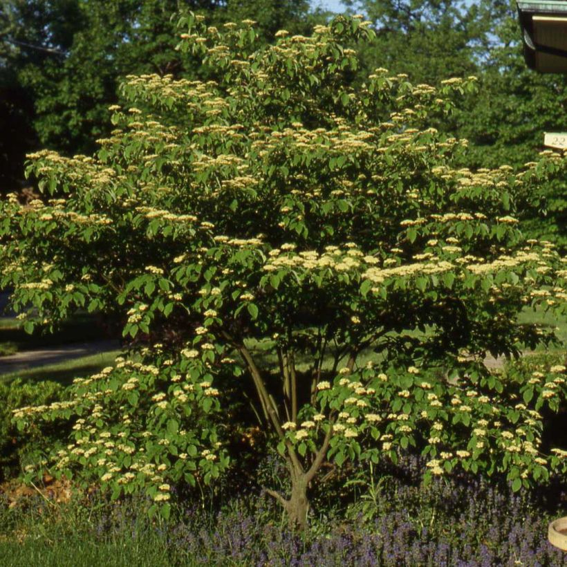 Cornus controversa Pagoda - Cornouiller des Pagodes (Plant habit)