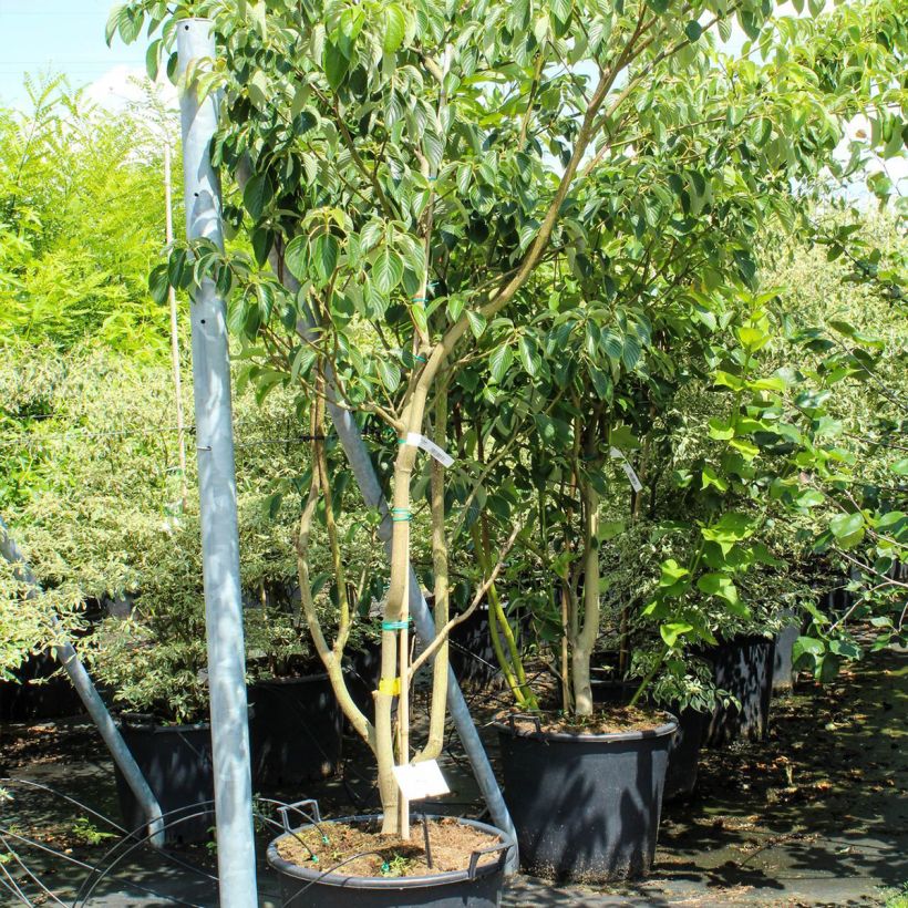 Example of Cornus controversa Pagoda - Cornouiller des Pagodes Pot de 70L/75L as you get in printemps