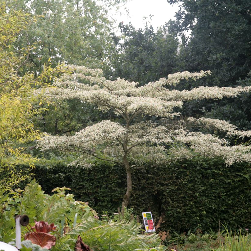 Cornus controversa Variegata - Cornouiller des Pagodes panaché (Plant habit)