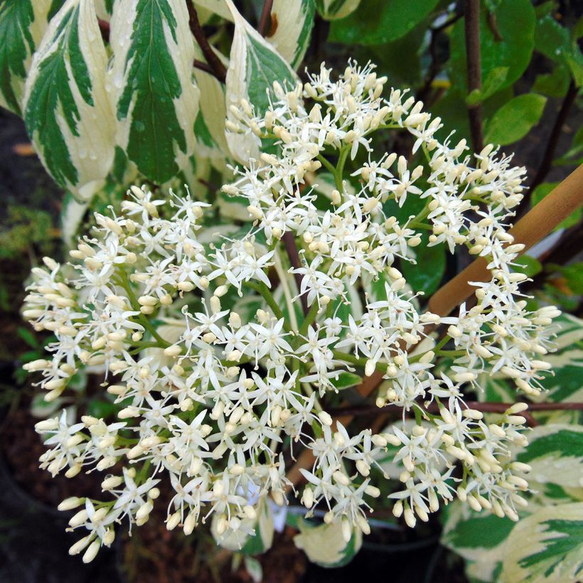 Cornus controversa Variegata - Cornouiller des Pagodes panaché (Flowering)