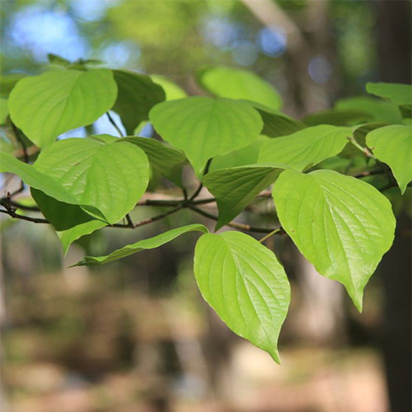 Cornus florida - Cornouiller à fleurs d'Amérique (Foliage)