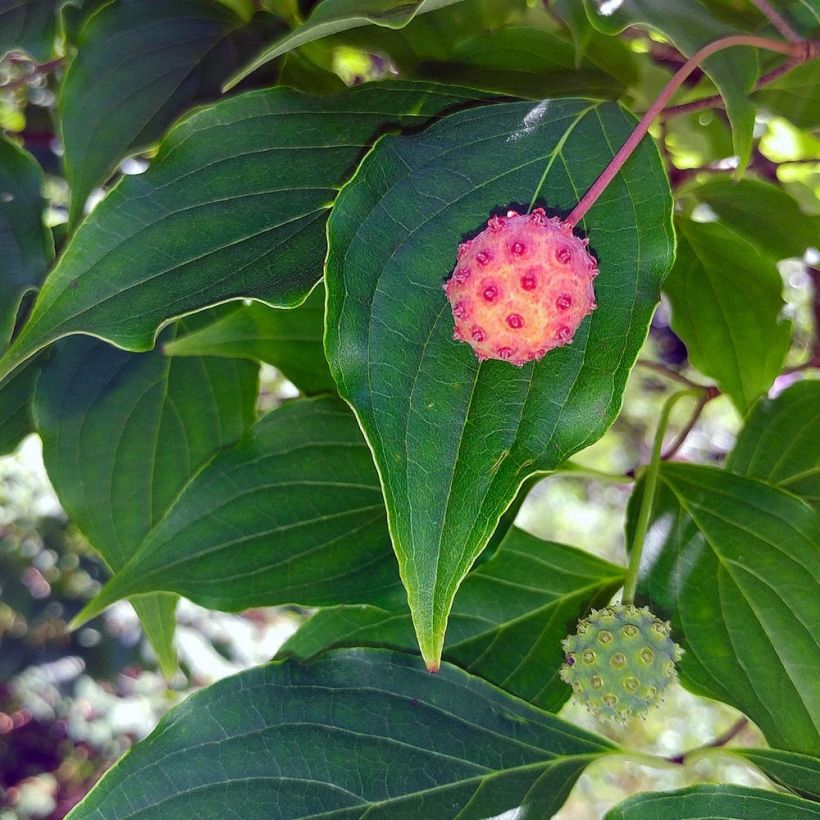 Cornus kousa - Cornouiller du Japon (Harvest)