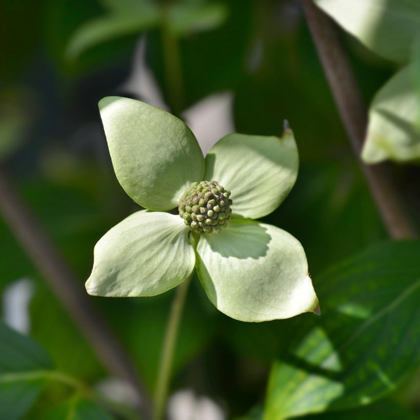 Cornus kousa China Girl - Cornouiller du Japon blanc (Flowering)