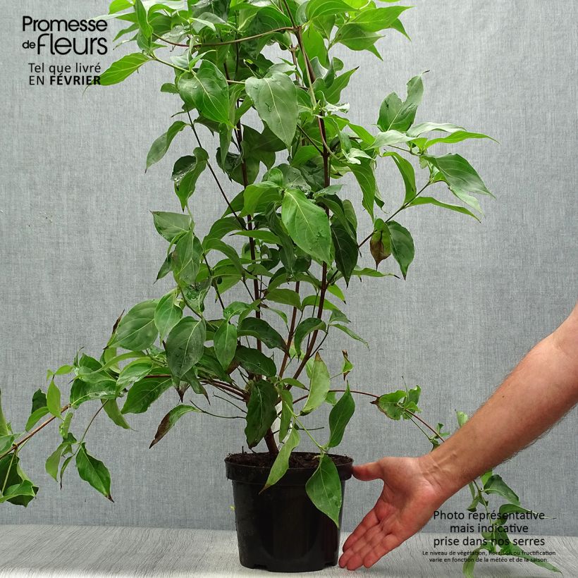 Example of Cornus kousa Chinensis - Cornouiller de Chine Pot de 3L/4L as you get in automne