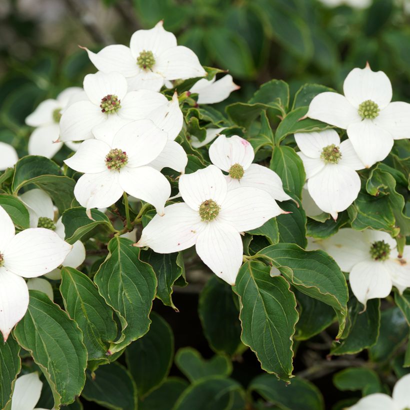 Cornus kousa Chinensis - Cornouiller de Chine (Flowering)