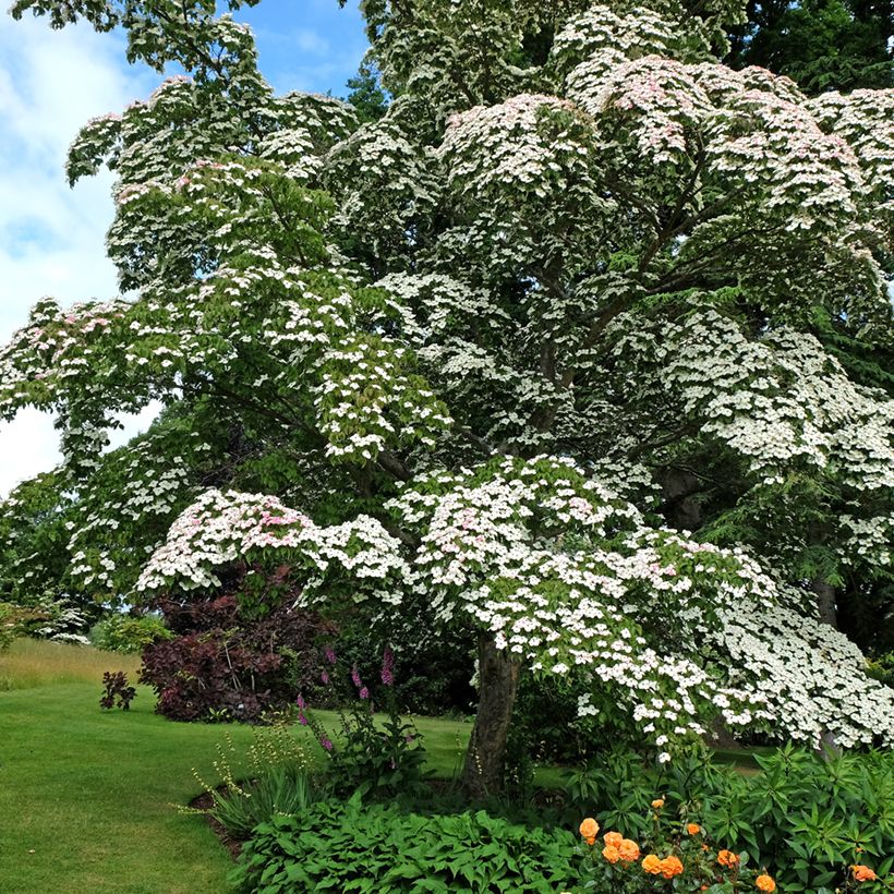 Cornus kousa - Cornouiller du Japon (Plant habit)
