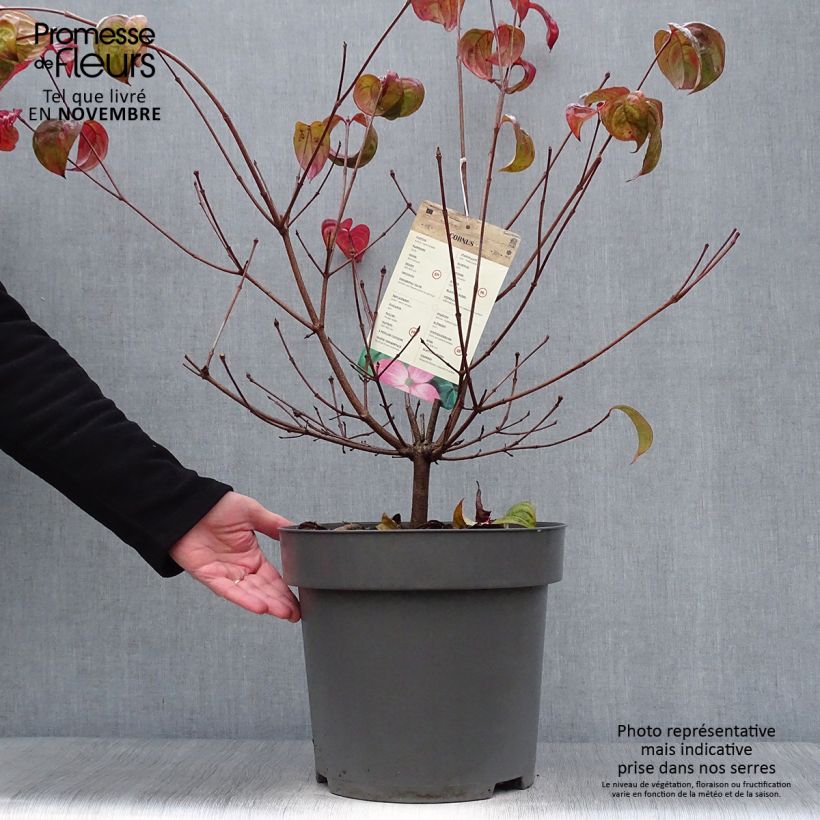 Example of Cornus kousa Satomi - Cornouiller du Japon rose Pot de 6L/7L as you get in automne