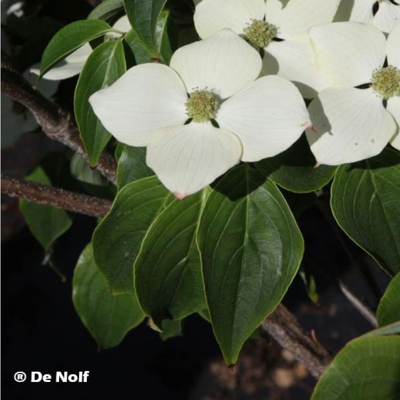 Cornus kousa Schmetterling - Cornouiller du Japon (Foliage)