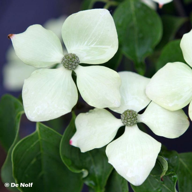 Cornus kousa Schmetterling - Cornouiller du Japon (Flowering)