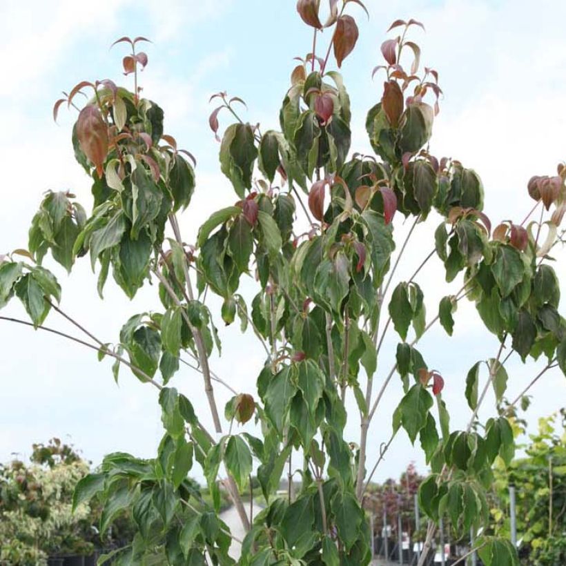 Cornus kousa Teutonia (Foliage)