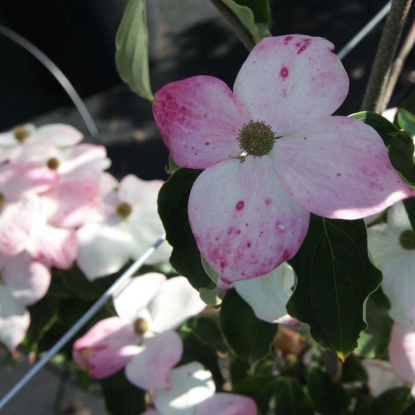 Cornus kousa Teutonia (Flowering)