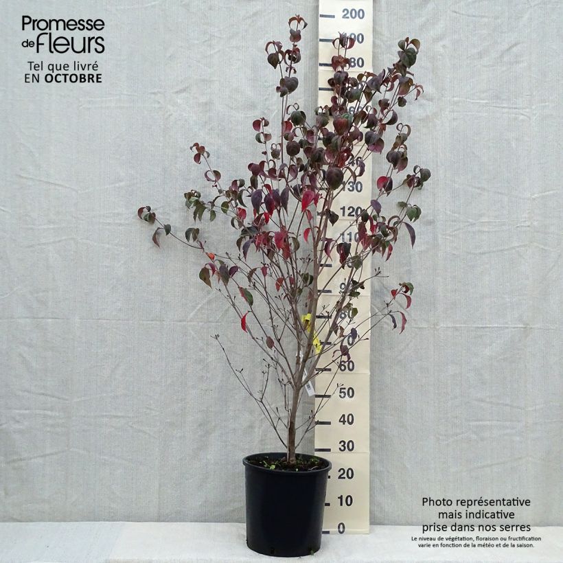 Example of Cornus kousa Wieting's Select - Cornouiller du Japon Pot de 18L/20L as you get in automne