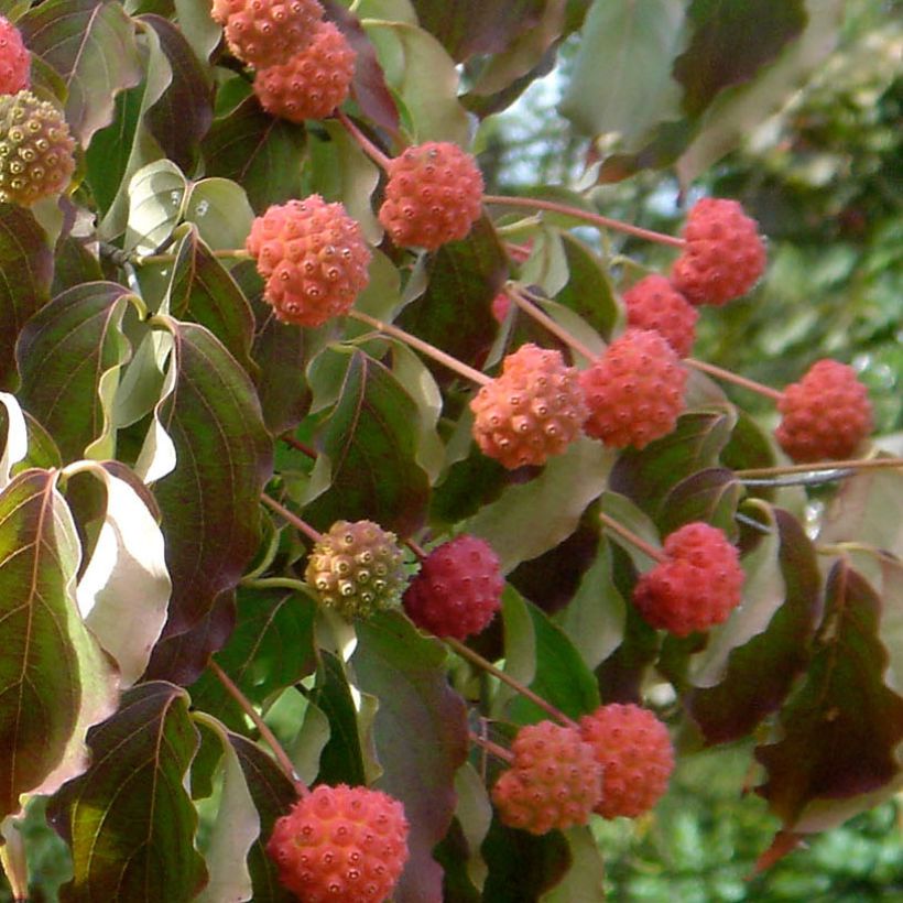 Cornus kousa Chinensis - Cornouiller de Chine (Harvest)