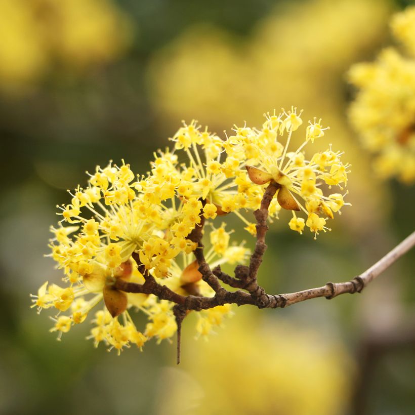 Cornus mas - Cornouiller mâle (Flowering)