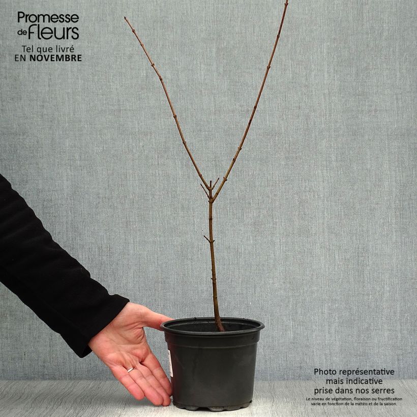 Example of Cornus mas - Cornouiller mâle Pot de 2L/3L as you get in automne