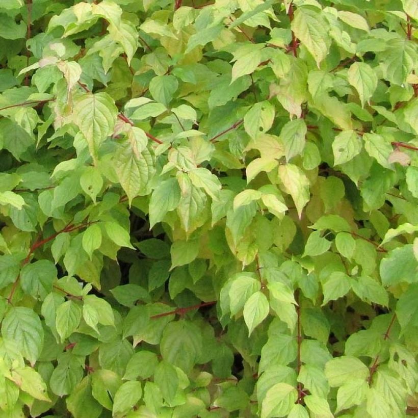 Cornus sanguinea Anny's Winter Orange - Cornouiller sanguin (Foliage)