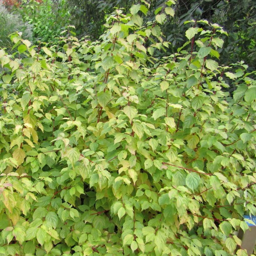 Cornus sanguinea Anny's Winter Orange - Cornouiller sanguin (Plant habit)