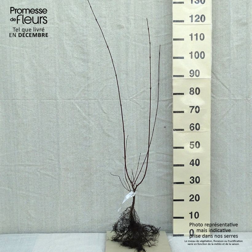 Example of Cornus sanguinea - Cornouiller sanguin Petites Racines nues as you get in hiver