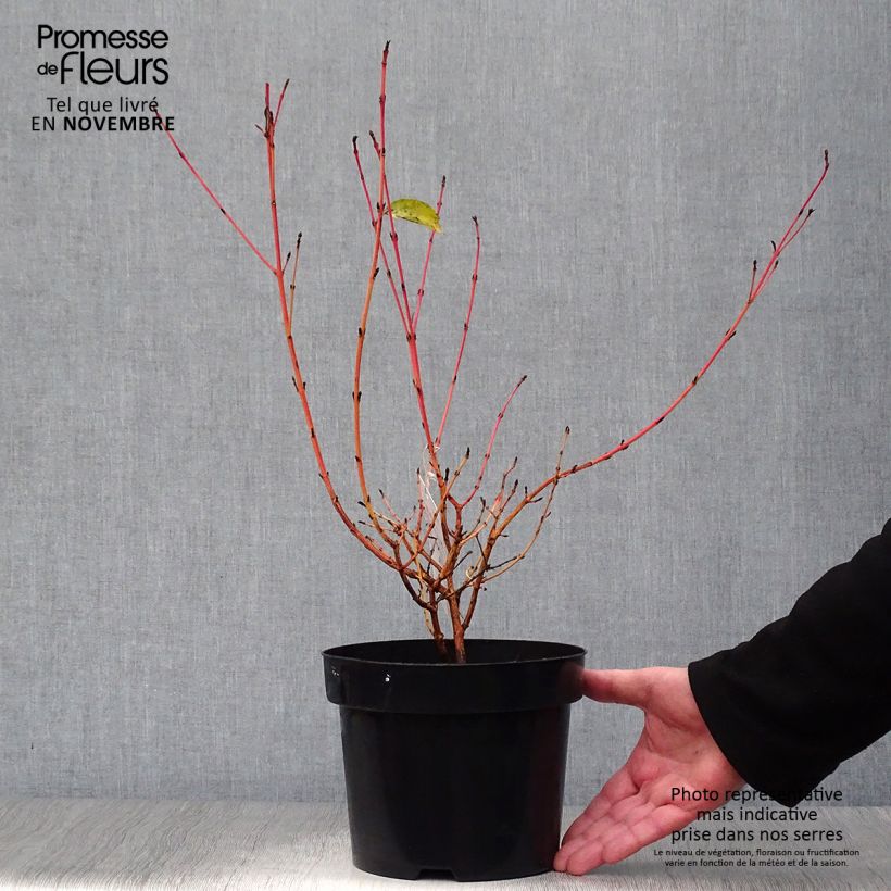 Example of Cornus sanguinea Mid Winter Fire - Cornouiller sanguin Pot de 2L/3L as you get in automne