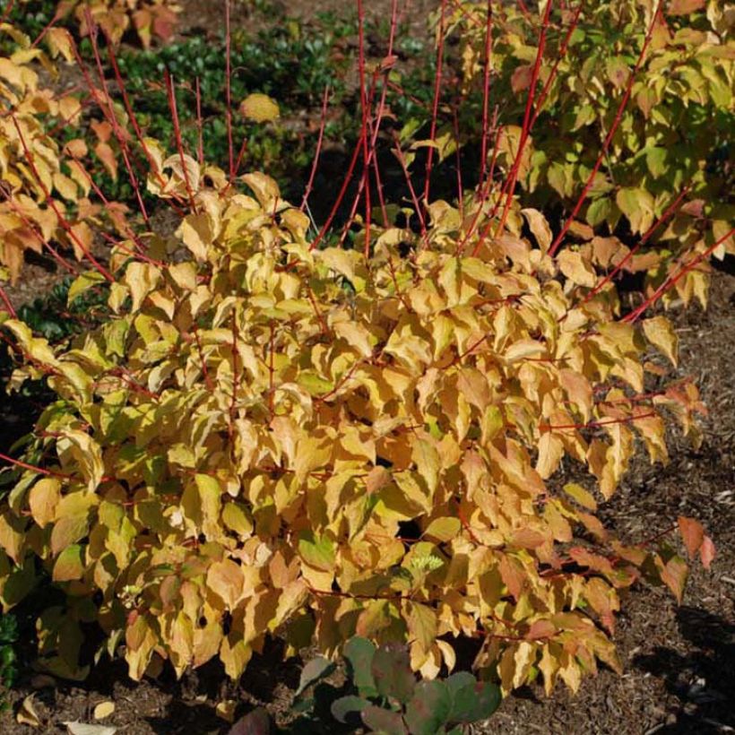Cornus sanguinea Winter Beauty -Cornouiller sanguin (Flowering)