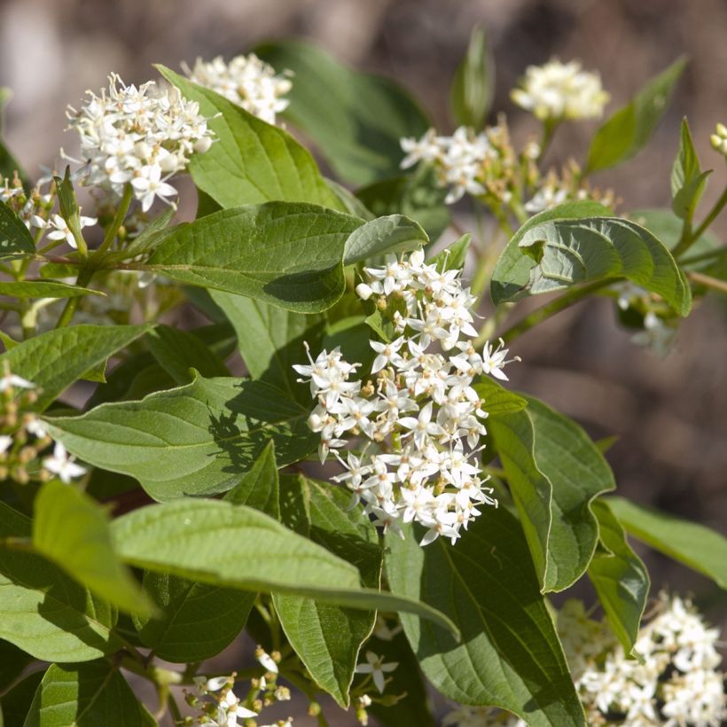 Cornus sericea Firedance - Cornouiller stolonifère (Flowering)