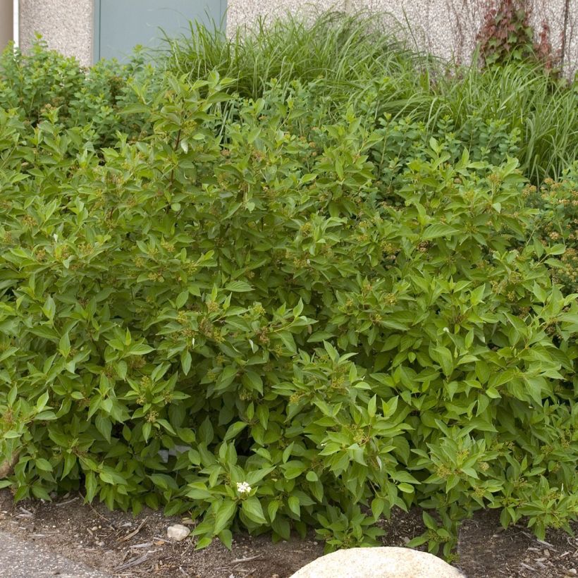 Cornus sericea Firedance - Cornouiller stolonifère (Plant habit)