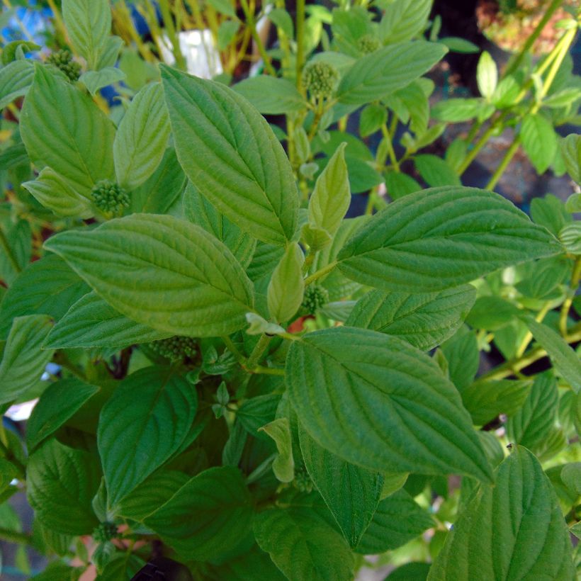 Cornus stolonifera Flaviramea - Cornouiller à bois jaune (Foliage)