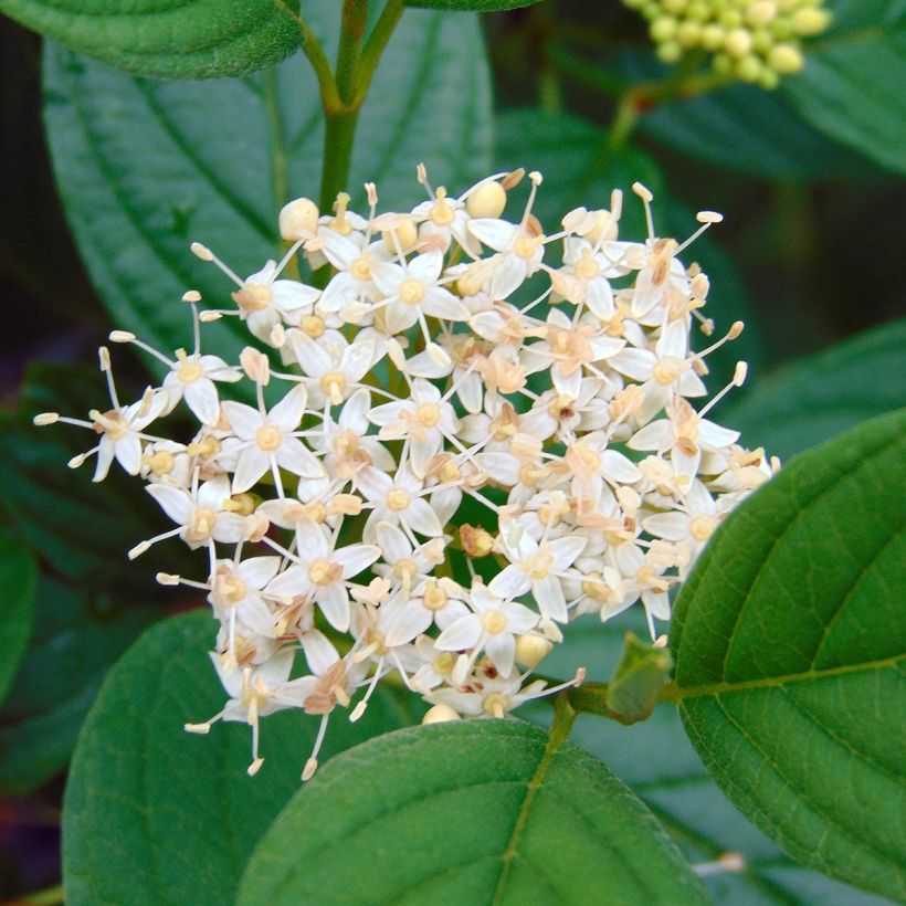 Cornus stolonifera Flaviramea - Cornouiller à bois jaune (Flowering)