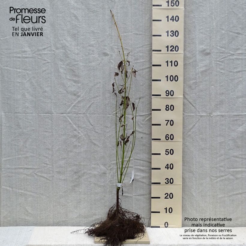 Example of Cornus stolonifera Flaviramea - Cornouiller à bois jaune Petites Racines nues as you get in hiver