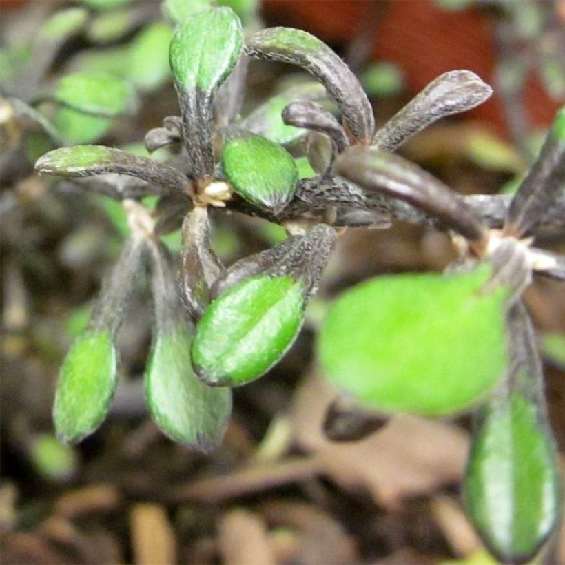 Corokia cotoneaster Little prince - Corokie (Foliage)