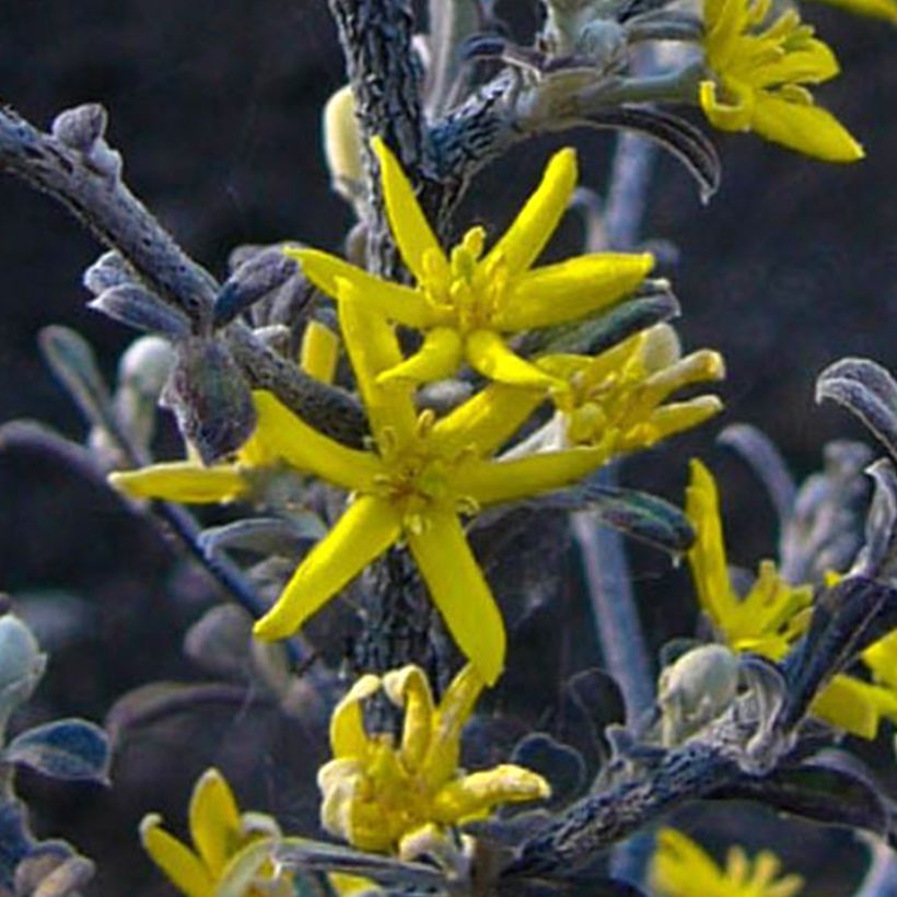 Corokia cotoneaster Little prince - Corokie (Flowering)