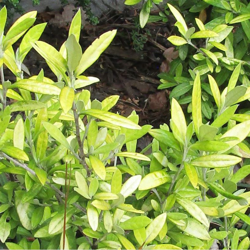 Corokia virgata Banana Royal - Corokie (Foliage)