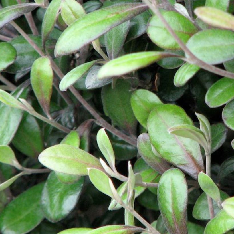 Corokia virgata Frosted chocolate - Corokie (Foliage)