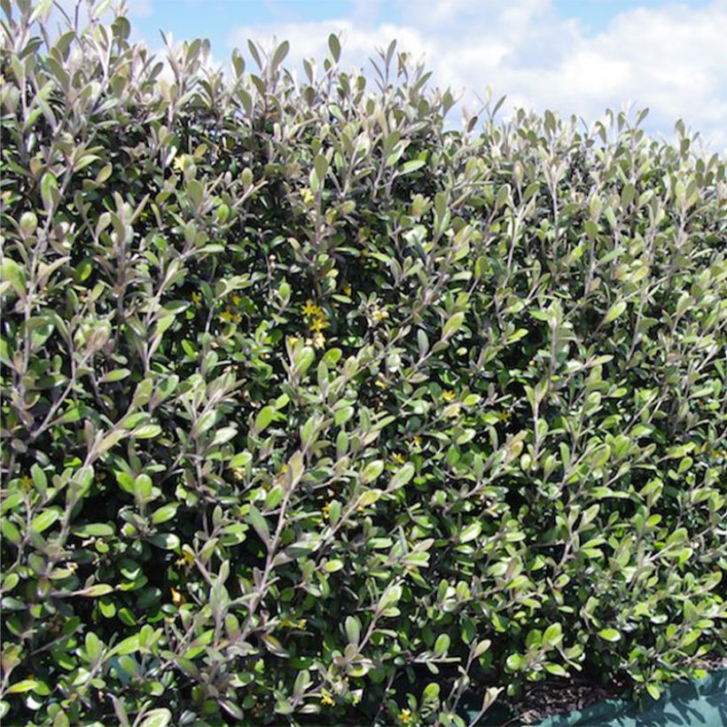 Corokia virgata Frosted chocolate - Corokie (Plant habit)