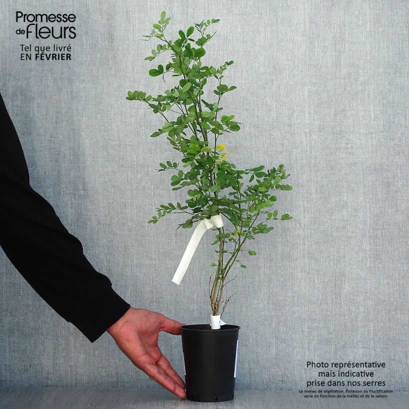 Example of Coronilla emerus (Hippocrepis) - Coronille des jardins Pot de 1L/1,5L as you get in automne