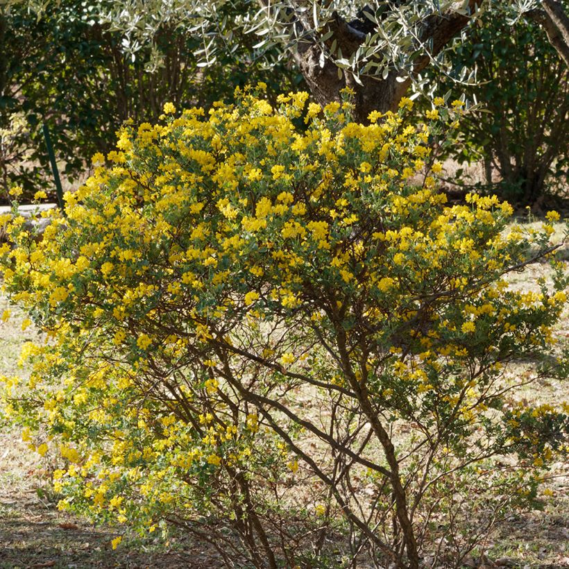 Coronilla emerus (Hippocrepis) - Coronille des jardins (Plant habit)