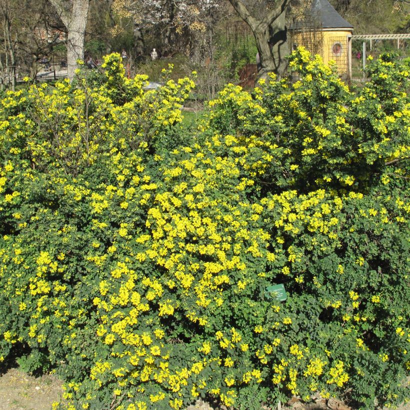 Coronilla valentina Glauca - Coronille glauque (Plant habit)