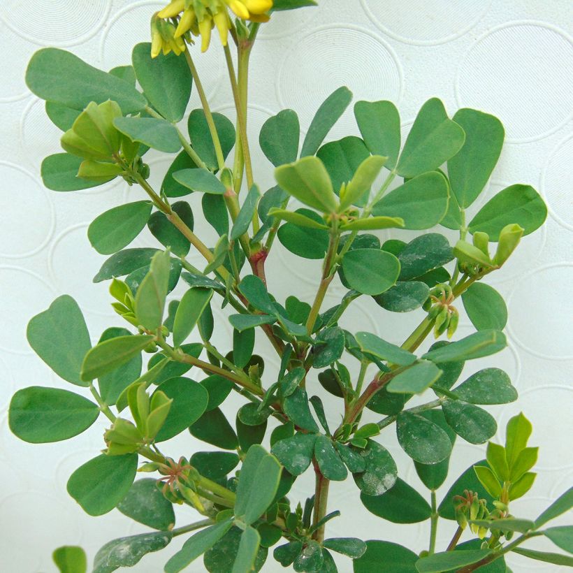 Coronilla valentina Glauca - Coronille glauque (Foliage)