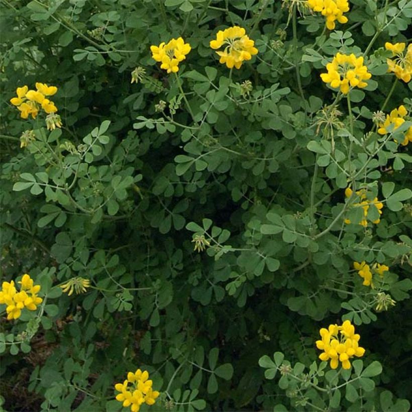 Coronille - Coronilla valentina subsp. glauca Selection (Foliage)