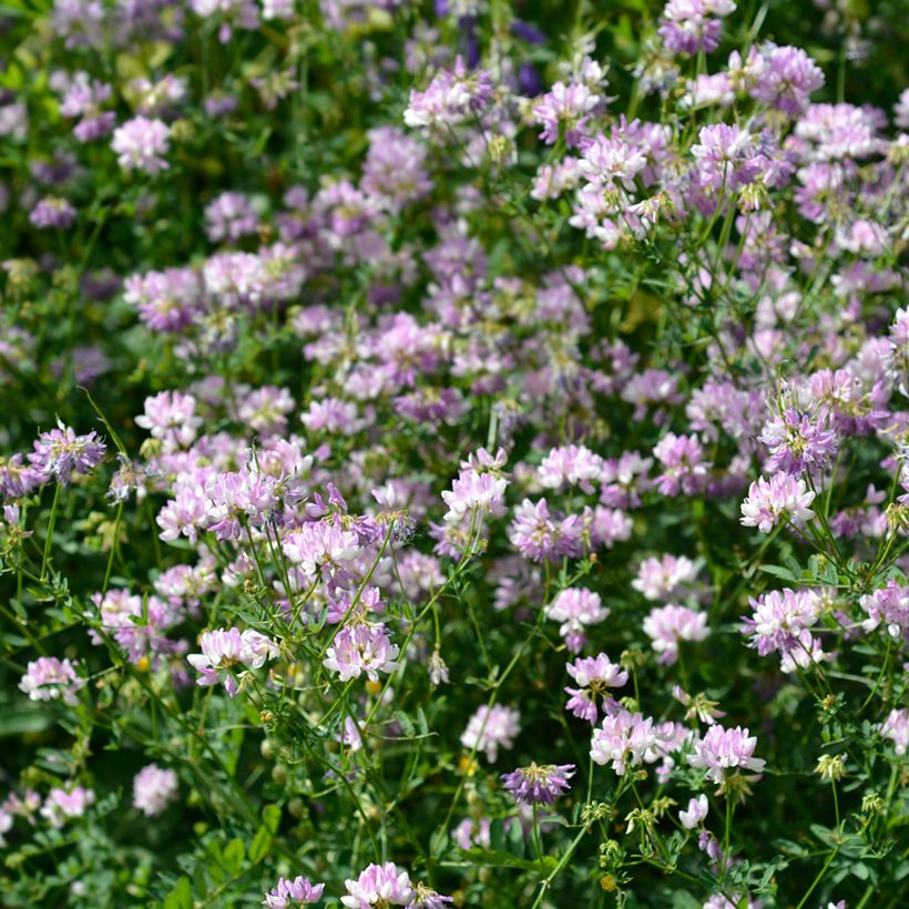 Coronilla varia - Coronille bigarrée ou changeante. (Plant habit)