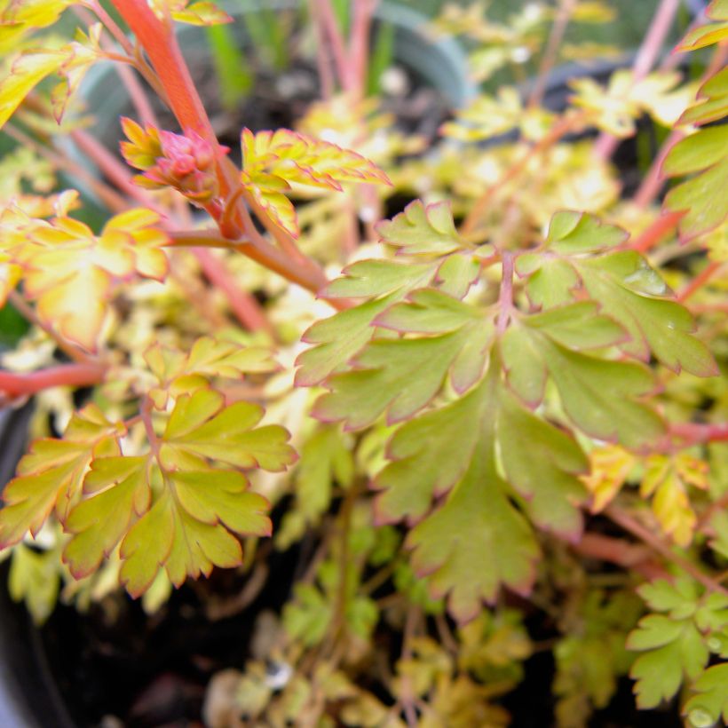 Corydalis Berry Exciting - Corydale hybride (Foliage)