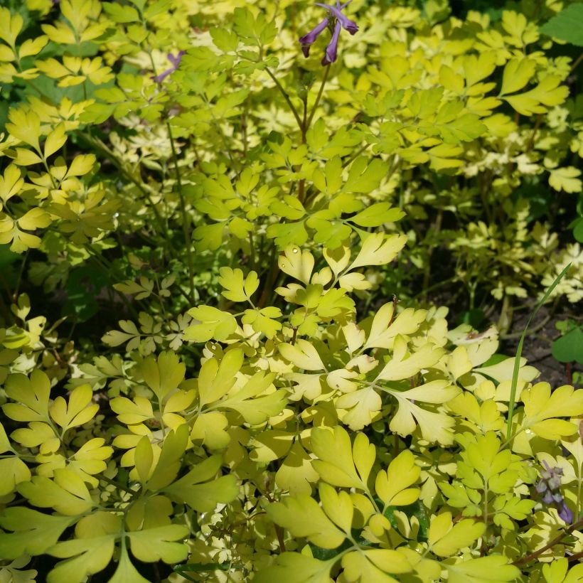 Corydalis Berry Exciting - Corydale hybride (Plant habit)