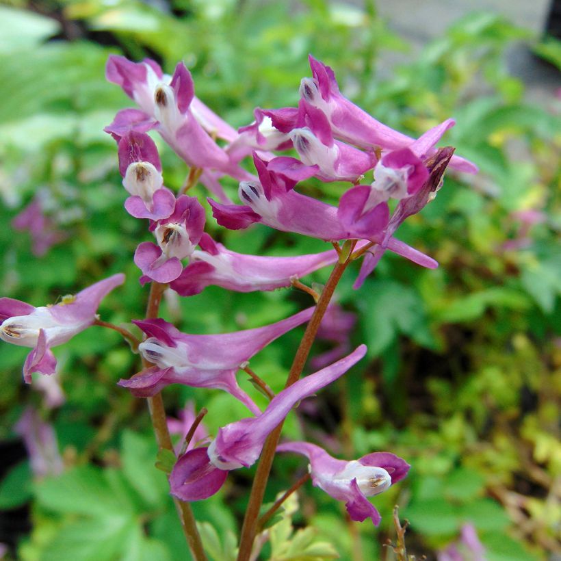 Corydalis Blackberry Wine - Corydale hybride (Flowering)