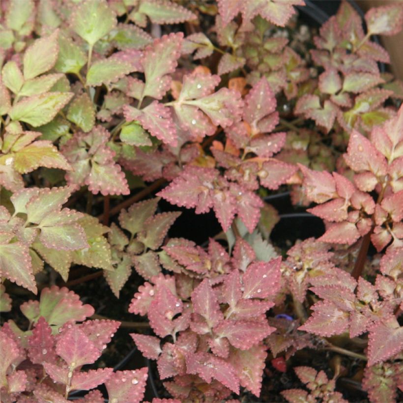 Corydalis quantmeyeriana Chocolate Stars (Foliage)