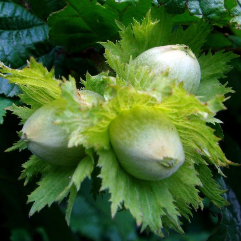 Noisetier commun - Corylus avellana en racines nues (Harvest)