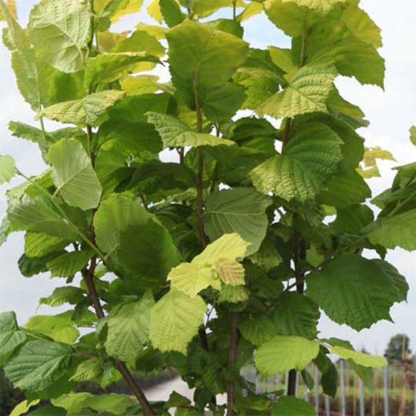 Corylus avellana Aurea - Noisetier doré. (Foliage)