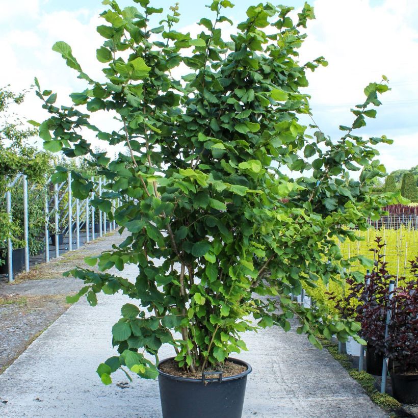 Example of Noisetier commun - Corylus avellana en racines nues Pot de 80L/90L, Cépée as you get in printemps