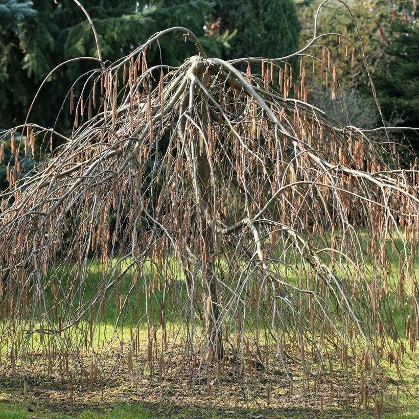 Noisetier pleureur - Corylus avellana Pendula (Plant habit)