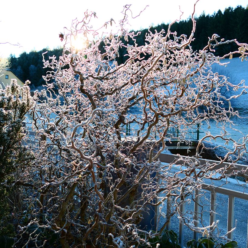 Corylus avellana contorta Medusa - Noisetier tortueux nain (Plant habit)