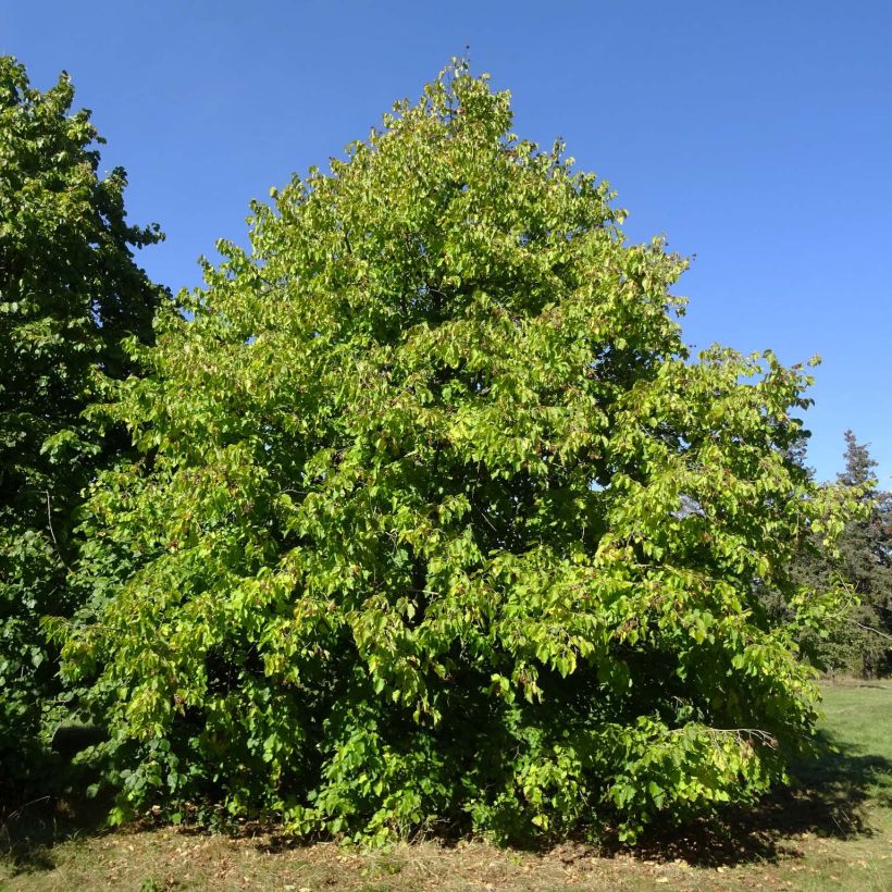 Corylus colurna - Noisetier de Byzance (Plant habit)